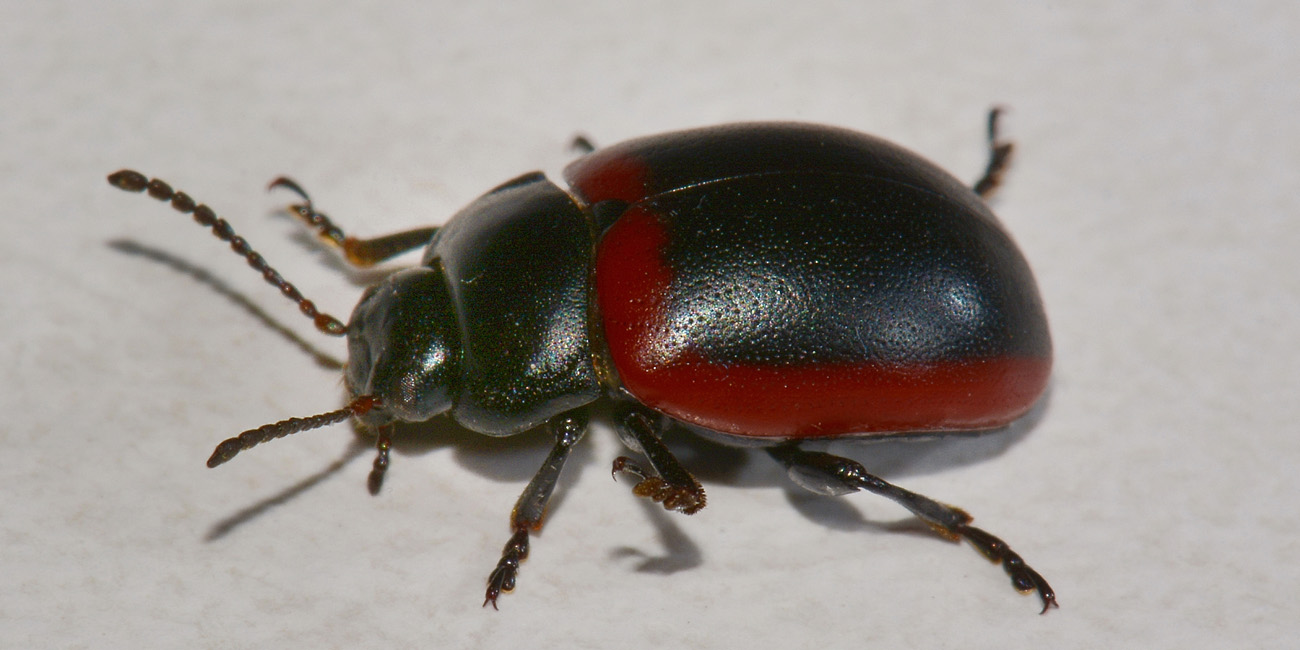 Chrysolina limbata? Si, femmina.